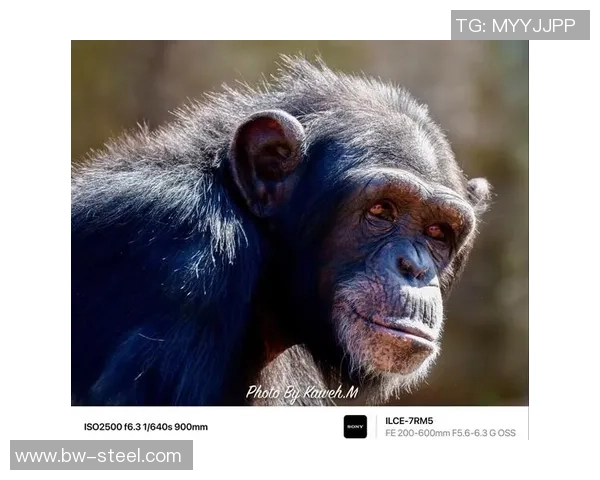 足球明星与猩猩的相似之处揭示了人类与动物的奇妙联系与幽默一面